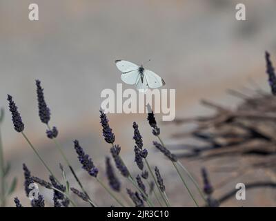 Kohlweißer Schmetterling fliegt zu Lavendel Stockfoto