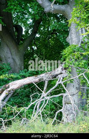 Nahaufnahme von Blumenköpfen auf einer Wolly-Distel (Cirsium eriophorum) Stockfoto