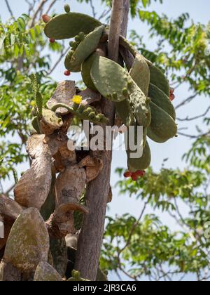 Kaktusbirnenbaum auf der griechischen Insel Hydra Stockfoto