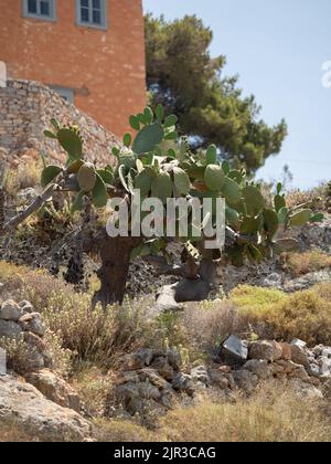 Kaktusbaum auf der griechischen Insel Stockfoto