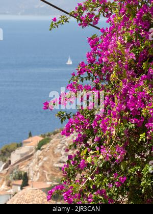 Rosafarbene Bougainvillea-Blumen auf griechischer Insel mit Ägäischem Meer, Terrakotta-Dächern und Segelboot im Hintergrund Stockfoto