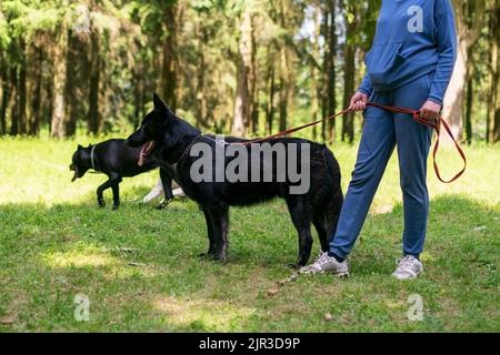 Schwarzer Deutscher Schäferhund, der im Wald spazierengeht. Hochwertige Fotos Stockfoto