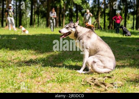 Hund, der mit einem Mann im Wald spazierengeht. Hochwertige Fotos Stockfoto