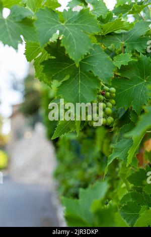 Unreife grüne Trauben auf einem Weinstock in der Nähe Stockfoto