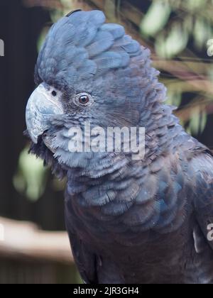 Ein Nahaufnahme-Porträt eines prächtigen männlichen Red-tailed Black Cockatoo mit funkelnden Augen und einem extravaganten Wappen. Stockfoto