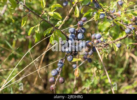 Schlehbeeren reifen im Sommer in der Sonne am Busch Stockfoto