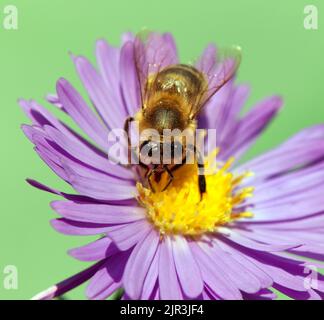 Detail der Biene oder Honigbiene in Latein APIs Mellifera, europäische oder westliche Honigbiene, die auf der violetten Blume auf grünem Hintergrund, goldenem Hon, isoliert sitzt Stockfoto
