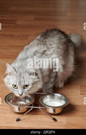 Hübsche Katze beginnt ihr Essen aus der Schüssel auf Holzboden zu essen Stockfoto