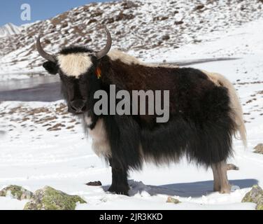 Yak auf Schnee in der Annapurna-Gegend in der Nähe des Eissees (Kicho Tal), Annapurna Range, Nepal Stockfoto