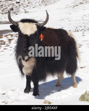 Schwarz-weißer Yak auf Schneehintergrund in Annapurna in der Nähe von Ice Lake, Nepal Stockfoto