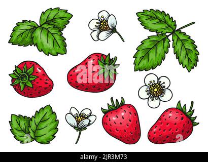 Erdbeerset. Realistische ganze rote Beeren Blätter und Blumen. Gesunde, frische, süße Speisen. Cartoon handgezeichnete Pflanzenelemente für Kartendruck, Abzeichen Pins, Scrapbooking-Tag, Farmers Market Label, Patches Stock Vektor