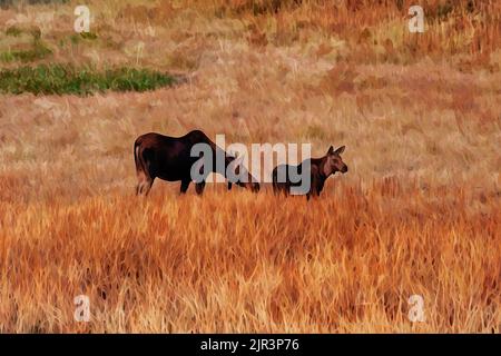 Digital erstellte Aquarellmalerei einer Elchkuh und eines Kalbes, die sich auf freiem Feld in Yellowstone fressen Stockfoto