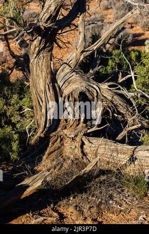 Ginnarly Trunk der Utah-Wacholder (Juniperus osteosperma), Arches-Nationalpark, Utah Stockfoto