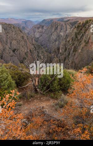 Farbenfrohe Herbstlandschaft am Tomichi Point Overlook, Black Canyon im Gunnison-Nationalpark, Colorado Stockfoto