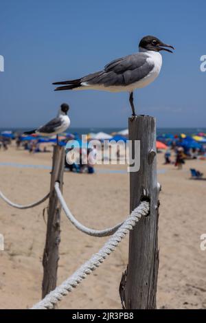 2 lachende Möwen (leucophaeus atricilla) stehen auf Pfosten am Strand, Delaware Seashore State Park, Delaware Stockfoto