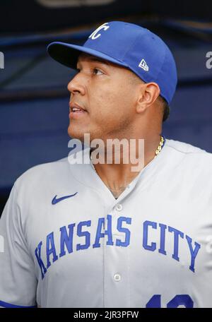 St. Petersburg, Florida. USA; die Kansas City Royals ertappen Salvador Perez (13) während der Aufwärmzeit vor einem Baseballspiel der Major League gegen den Tamp Stockfoto