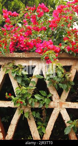 Ziegelgitter als Geländer auf der Oberseite einer Pflanze mit rosa Blüten, Farbabsicht Stockfoto