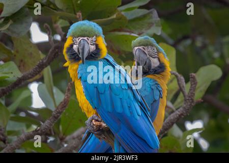 Zwei blaue und gelbe Aras, die im Pantanal von Brasilien im Baum stehen. Stockfoto