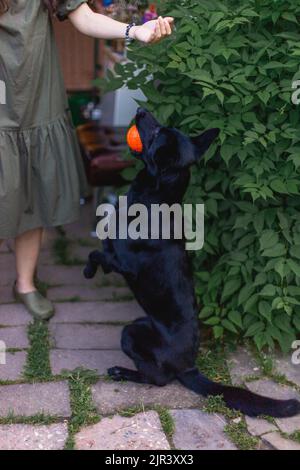 Eine Frau trainiert einen Hund, um einen Ball zu bringen. Ein Schäferhund hält einen Ball im Mund. Vertikales Foto. Stockfoto