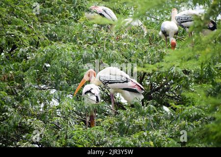 Schar von Painted Storks, die Zugvögel sind, die Ruhe in New Delhi Zoo in Indien Stockfoto