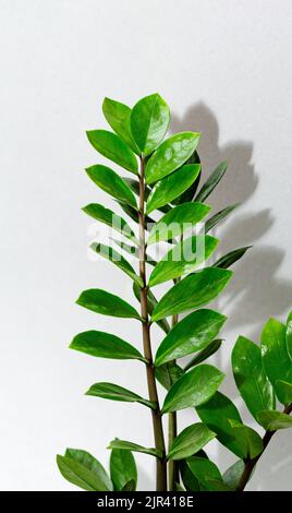 Zamioculcas verzweigen sich im Blumentopf auf grau Stockfoto