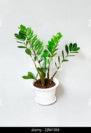 Zamioculcas im Blumentopf auf grau Stockfoto