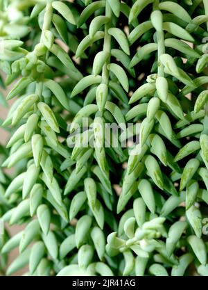 Sedum morganianum dicke fleischige Blätter auf Ästen. Makro-Hintergrund Stockfoto