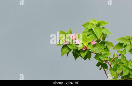 Bougainvillea mit rosa Blüten in einem Blumenfleck auf grauem Hintergrund. Stockfoto