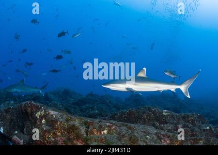 Silberspitzenhai (carcharhinus albimarginatusi) patrouilliert am Riff der San Benedicto-Insel, aufgenommen in Mexiko, Januar 2021 Stockfoto