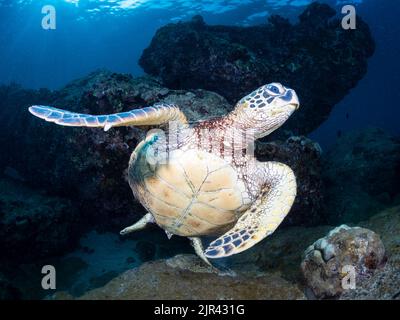 Meeresschildkröte (Chelonia Midas) im Flug am Nordufer von Oahu Hawaii Stockfoto