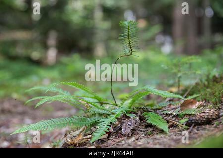 Struthiopteris spicant, syn. Blechnum spicant, ist eine Farnart aus der Familie der Blechnaceae. Stockfoto