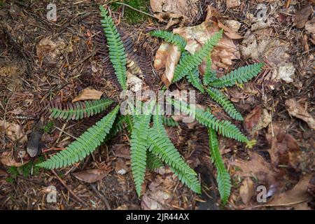 Struthiopteris spicant, syn. Blechnum spicant, ist eine Farnart aus der Familie der Blechnaceae. Stockfoto