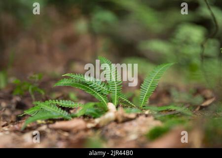 Struthiopteris spicant, syn. Blechnum spicant, ist eine Farnart aus der Familie der Blechnaceae. Stockfoto