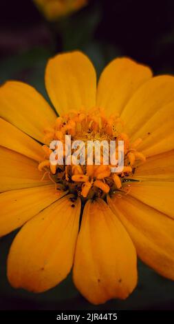 Eine Makroaufnahme einer gelben Sonnenblume im Garten Stockfoto