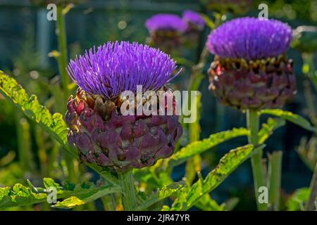 Globe-Artischocken in Blüte, die ihre Beziehung zur Distel des Hochlandes und zum mediterranen Cardoon zeigen Stockfoto