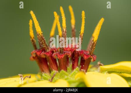 Eine extreme Nahaufnahme einer gelben Berlandiera texana Blume, die das Staubgefäß zeigt, das aus dem pollenbedeckten Anther und dem Filament besteht. Stockfoto