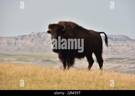 Wilde amerikanische Bisons, die auf einer Prärie neben den Badlands in South Dakota herumwandern. Stockfoto