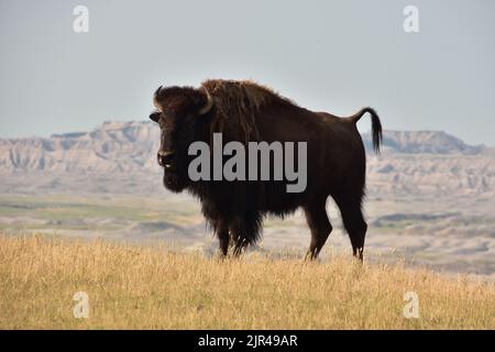 Fantastischer amerikanischer Büffel, der im Gras am Rand eines Canyons steht. Stockfoto