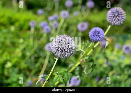 Blumenbeet voller violetter Kugeldisteln Stockfoto