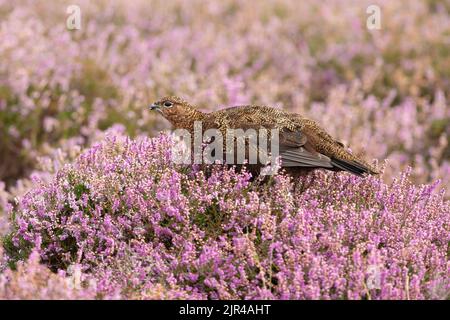 Rothuhn, Wissenschaftlicher Name: Lagopus Lagopus, nach links gewandt und im Spätsommer mit violetter Heidekraut gefüttert. Unscharfer Hintergrund. Yorkshire Dales, Großbritannien. Hor Stockfoto