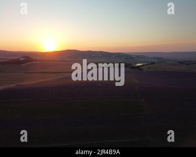 Lavendel duftende Felder in endlosen Reihen mit blühenden Blumen Luftaufnahme Drohne lila Feld gegen blauen Himmel Sommer Sonne Sonnenuntergang. Lavendelöl Stockfoto