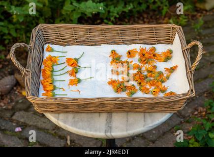 Calendula Blumen in den Holzkorb bereit, DR Stockfoto