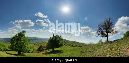 Panorama mit Sonne und grünem Baum in der Berglandschaft Stockfoto