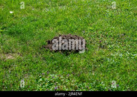 Ein Erdhügel, der von einem europäischen Maulwurf gemacht wurde. Stockfoto