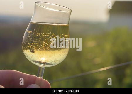 Kontrolle der Färbung von Weißwein Stockfoto