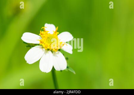 Grasgrün und Kamillen in der Natur Stockfoto