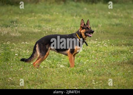 Deutscher Schäferhund. Vier Pfoten. Reinrassige Hündin. Großer Hund. Hundetraining. Ein intelligentes Haustier. Ein wahrer Freund. Ein deutscher Schäferhund auf einem Hundeplatz. Stockfoto