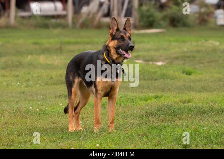 Deutscher Schäferhund. Vier Pfoten. Reinrassige Hündin. Großer Hund. Hundetraining. Ein intelligentes Haustier. Ein wahrer Freund. Ein deutscher Schäferhund auf einem Hundeplatz. Stockfoto