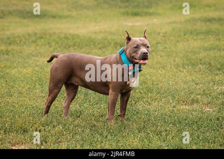 Amerikanischer Boxenbulle. Vollblut-Hund. Eine Rasse für erfahrene Hundezüchter. Ein zuverlässiger Verteidiger des Hauses. Stockfoto