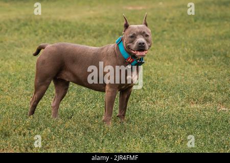 Amerikanischer Boxenbulle. Vollblut-Hund. Eine Rasse für erfahrene Hundezüchter. Ein zuverlässiger Verteidiger des Hauses. Stockfoto